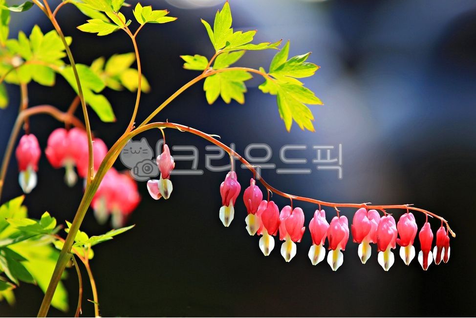 spring flowers,Daeng Gi Meori,plant,bleeding heart,flower