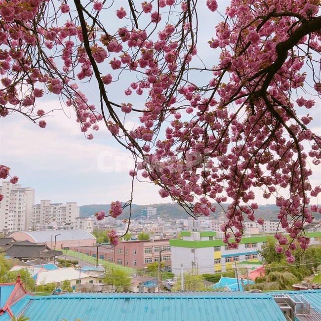 봄,꽃,풍경,하늘,겹벚꽃,달,해,밝음,맑은하늘,맑음,벚꽃,목련,꽃잎,나무,파란,하얀,왕벚꽃,핑크,핑크색,분홍색,분홍