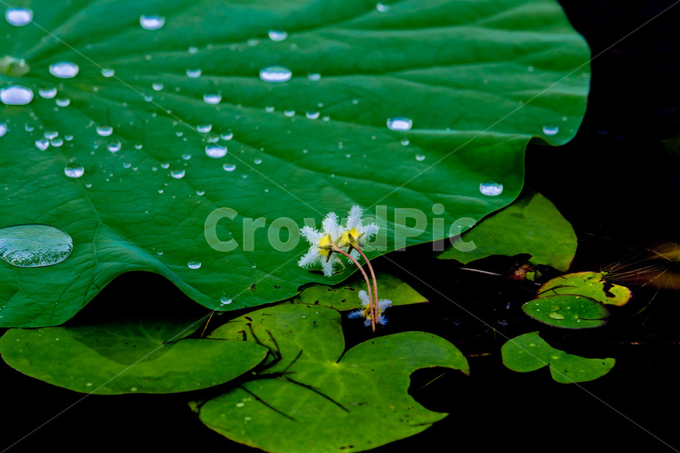 연잎,연,수련,꽃,식물,습지,관곡지,생태공원,식물,자연,plants,nature,꽃,flower