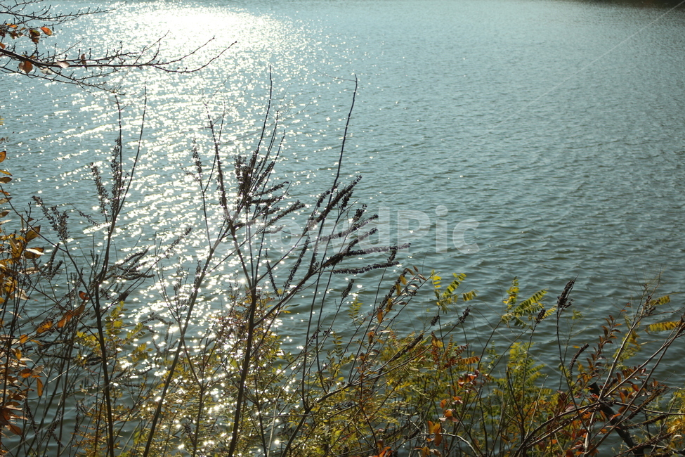 윤슬,호수에비친햇살,늦가을호숫가,호수와나무들,호숫가나무,자연,풍경,nature,landscape,water,물,outdoors,옥외,plant,식물,grass,잔디
