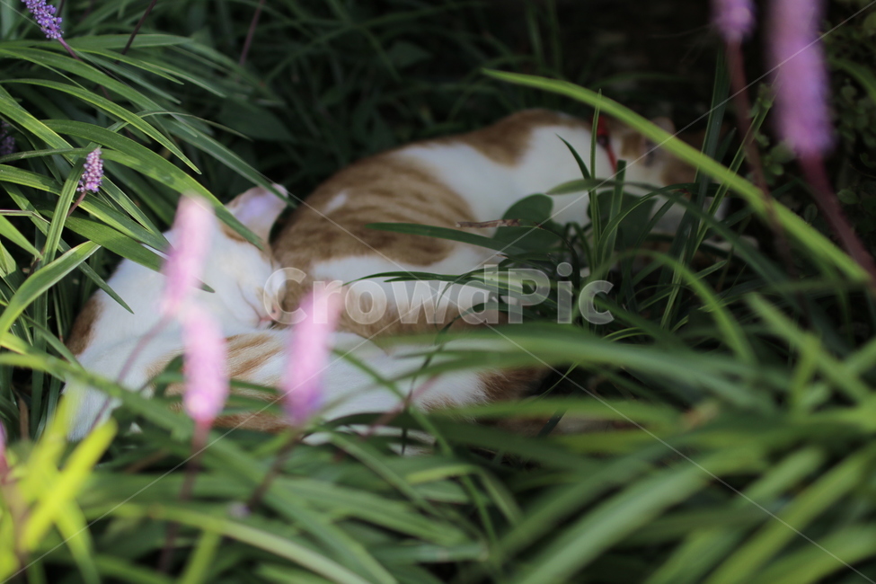 아기고양이,낮잠,나른함,고양이,동물,맥문동,동물,animal,포유류,mammal,고양이,cat,kitten,kitty