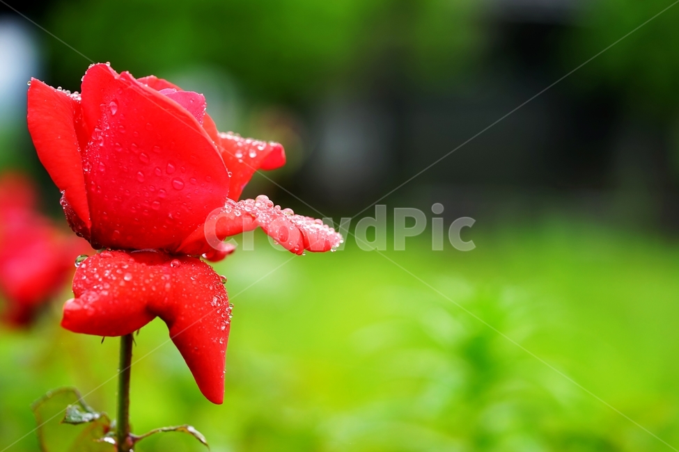 비,빗방울,장미,장미꽃,붉은장미,식물,자연,plants,nature,꽃,flower