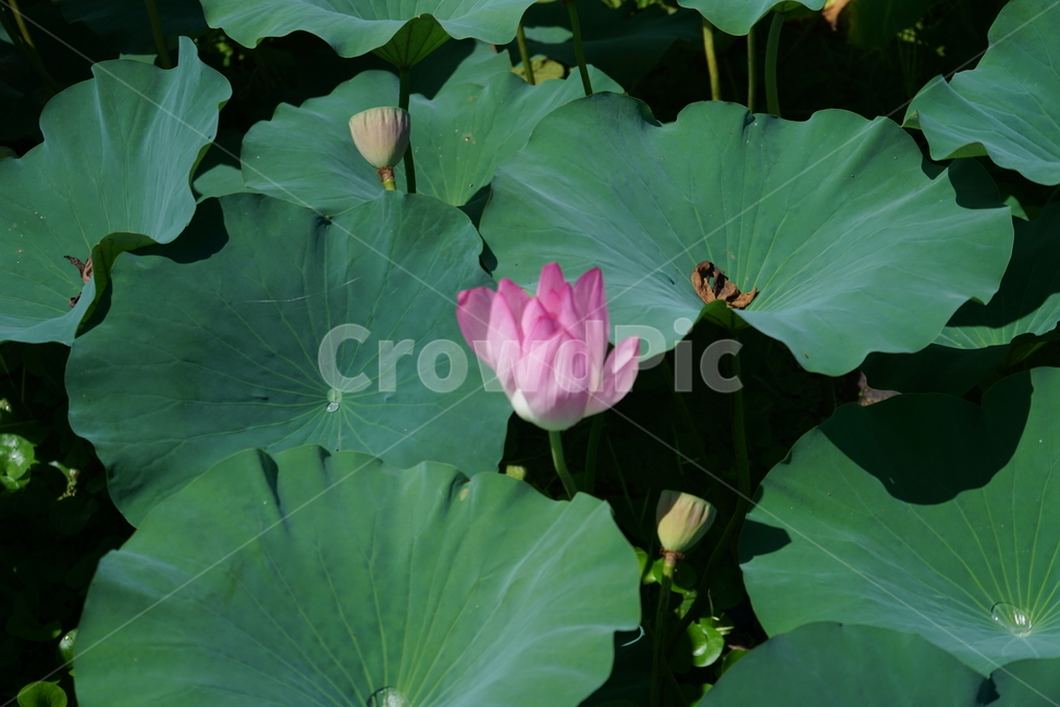 연꽃,식물,꽃,flower,백합,뿌리식물,불교,식물,자연,plants,nature,꽃,flower