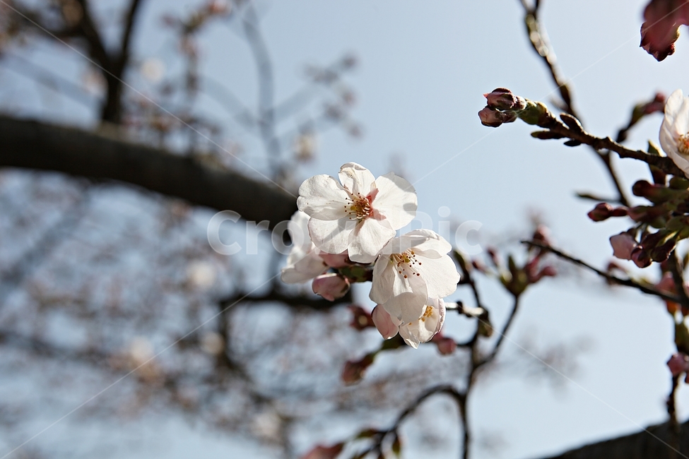 벗꽃,벗나무,꽃,봄꽃,벗꽃잎,꽃잎,식물,자연,공원,식물,자연,plants,nature,꽃,flower