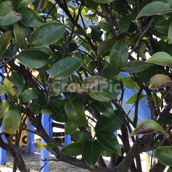 plant,식물,leef,잎,잎파리,잎사귀,나무,tree,초록색,green,자연,nature,식물,자연,plants,nature