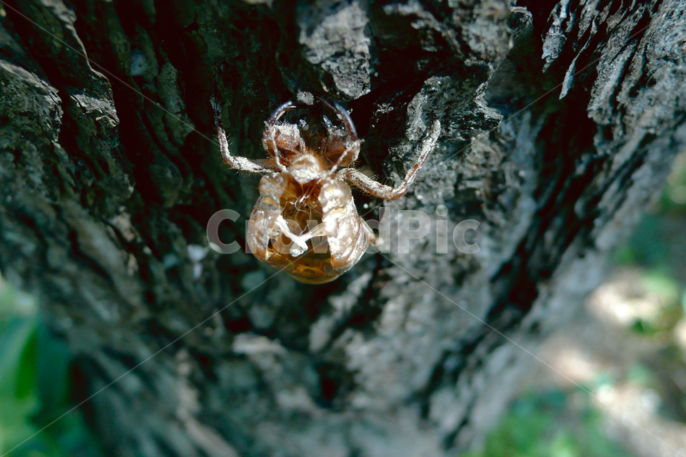 cicada,bark,tree,summer,animalshell,매미,허물,나무,여름,껍데기