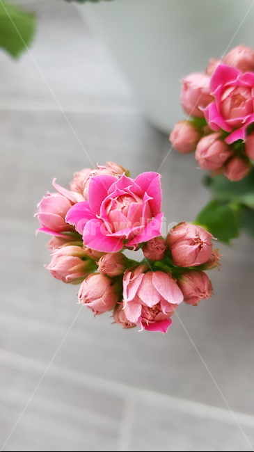꽃,꽃키우기,개화,꽃화분,작은꽃