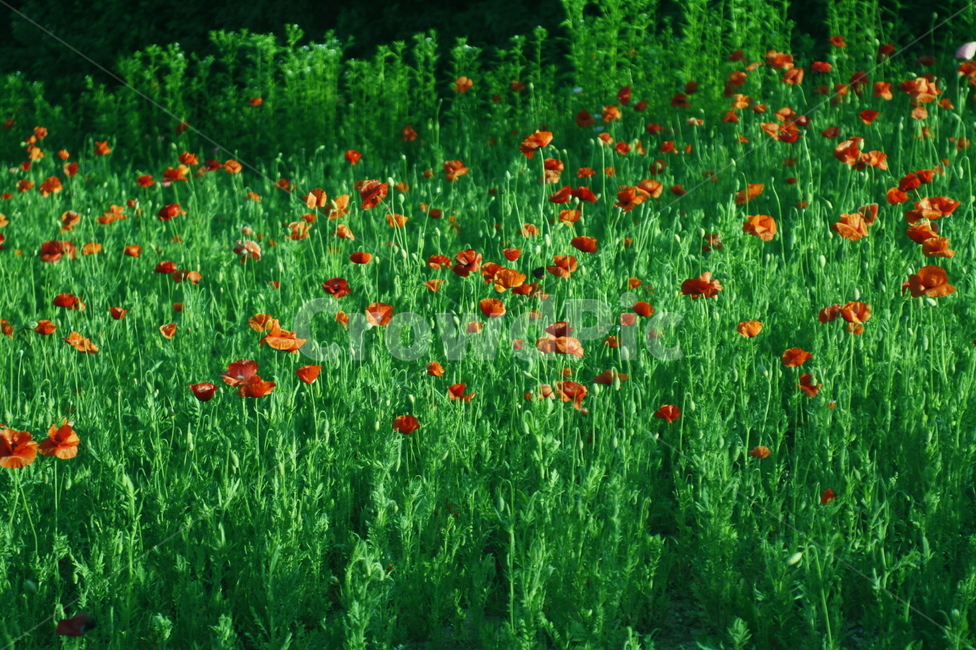 양귀비,꽃,식물,자연,게절,봄,spring,감성사진