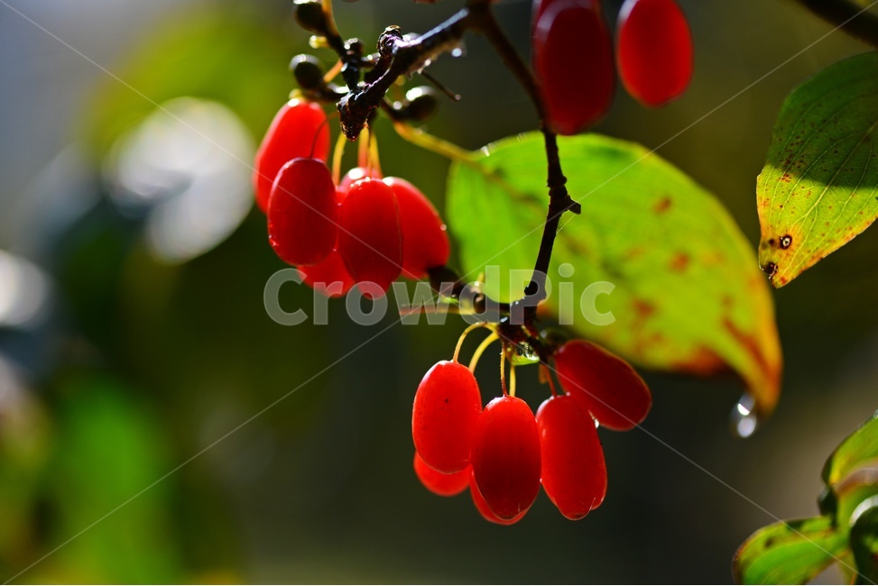 plant,식물,food,음식,fruit,과일,산수유,열매,산수유열매,약용식물,건강식품,결실,빨강색,비,물방울,가을,과일,열매,fruit