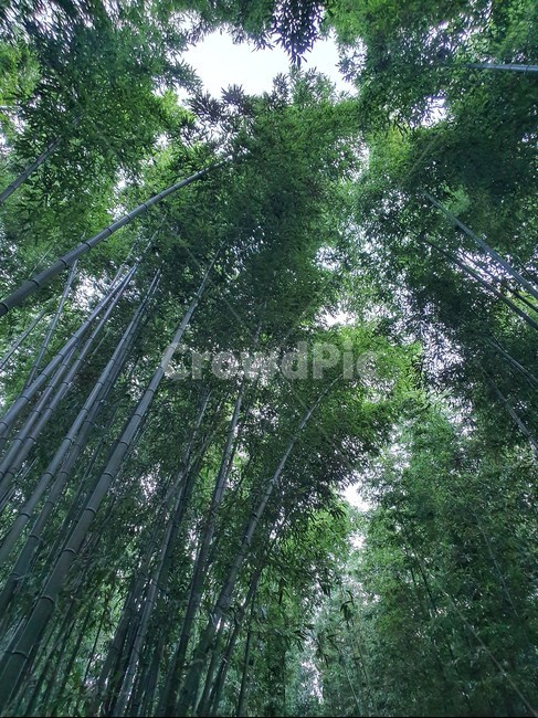 plant,식물,bamboo,대나무,숲,자연,풍경,nature,landscape