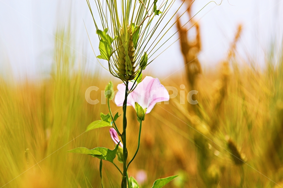 나팔꽃,보리밭,꽃,보리,곡식,자연,식물