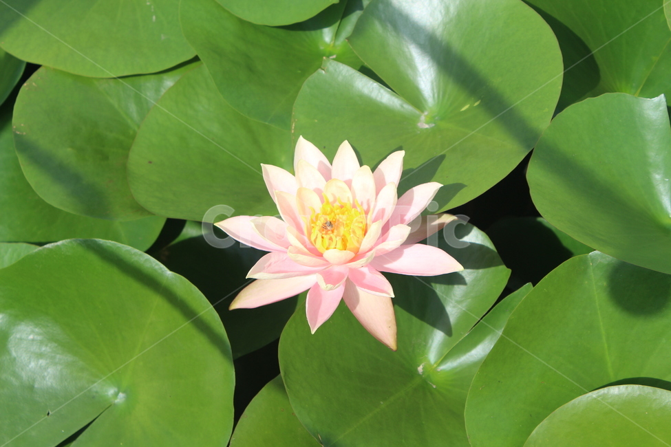 꽃,flower,blossom,식물,plant,수련,식물,자연,plants,nature,꽃,flower