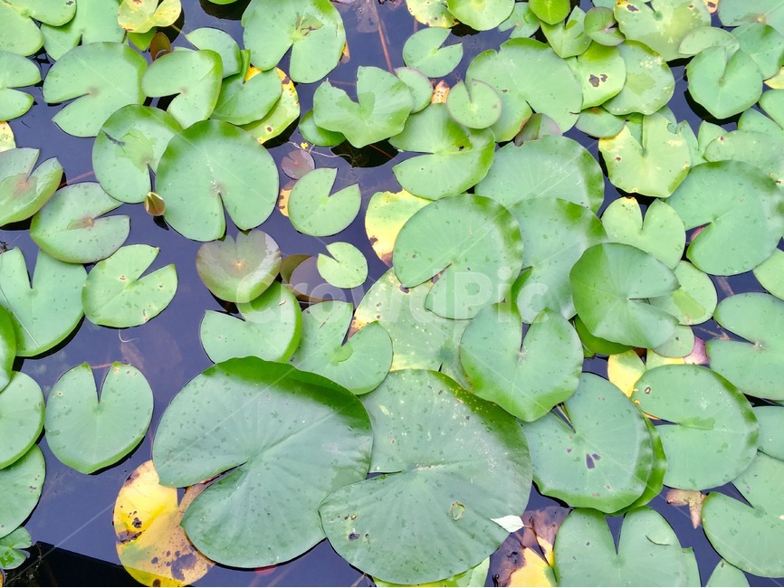 연꽃잎,잎,수중식물,식물,초록색,연잎,식물,자연,plants,nature