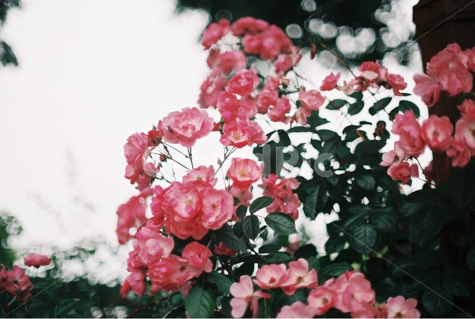 장미,꽃,장미축제,안양,서울공원,감성,감성사진,필름,필름사진,flower,rose,leaf,film