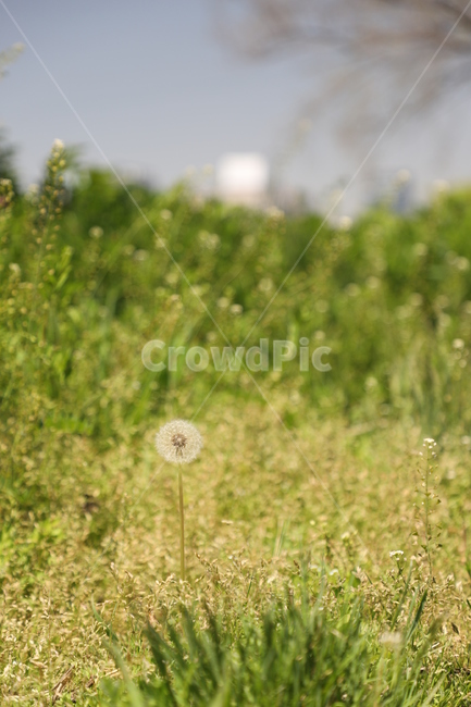 민들레,봄,봄바람,초록,새싹,들판,plant,식물,flower,꽃,blossom,식물,자연,plants,nature