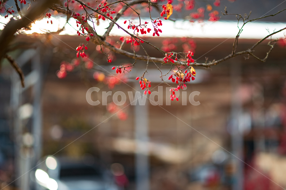 산수유,나무,열매,빨간,가을,식물,자연,plants,nature,과일,열매,fruit