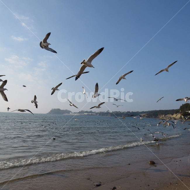 바다,격포,해수욕장,바닷가,해안,갈매기,풍경,기분좋은,파란,해변,해변가,동물,animal,조류,새,birds