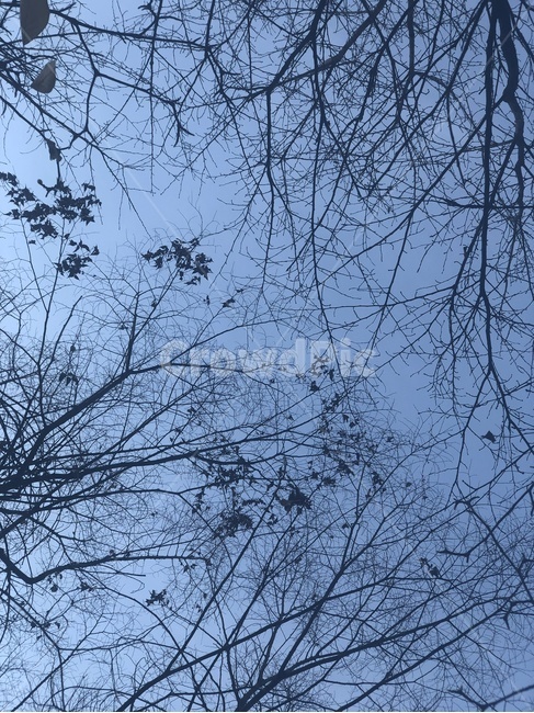하늘,나뭇가지,나무,tree,sky,자연,풍경,nature,landscape,plant,식물