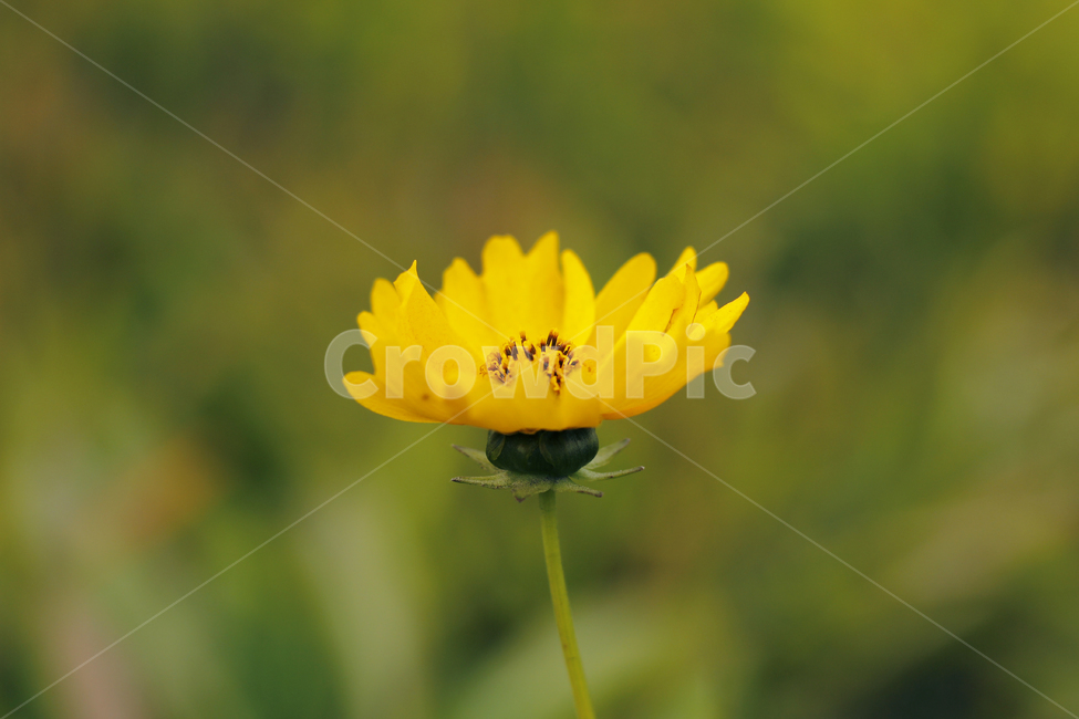 꽃,flower,식물,plant,자연,nature,노랑,들꽃