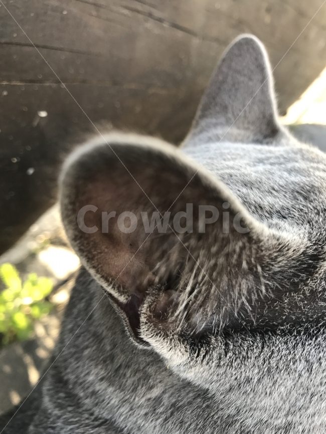 고양이귀,햇살,고양이꿈,고양이,귀,동물,animal,포유류,mammal,고양이,cat,kitten,kitty