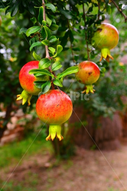 석류,과일,나무열매,건강식품,재래종,토종,시골,음식,fruit,빨강색,녹색,한국적,korean,보기드믄,예쁜,작은,country,농촌,우리것,식물,자연,plants,nature,과일,열매,fruit