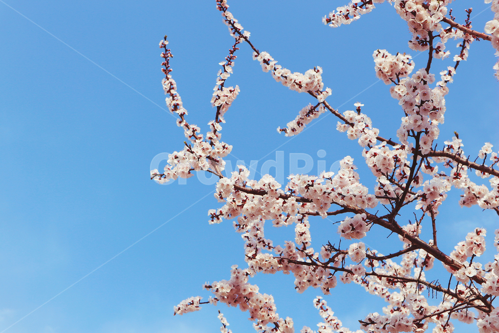 벚꽃,벚꽃나무,꽃나무,봄꽃,꽃,개화,봄,계절,사랑,봄바람,하늘,꽃가지,가지나무,설레다,설렘,벚꽃가지,자연,식물,파란하늘,나뭇가지,나무가지,pink,flower,spring,treebranches,love,flutter,꽃,flower