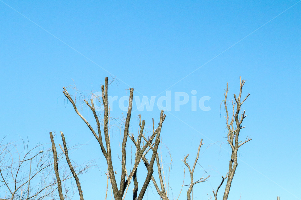 겨울,가지,나무,하늘,앙상한가지,tree