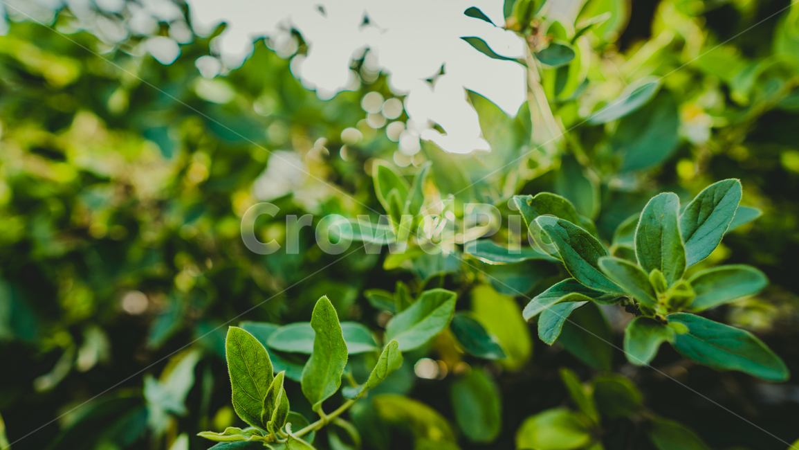 leaf,잎,나뭇잎배경,담장식물,덕수동골목,식물,자연,plants,nature