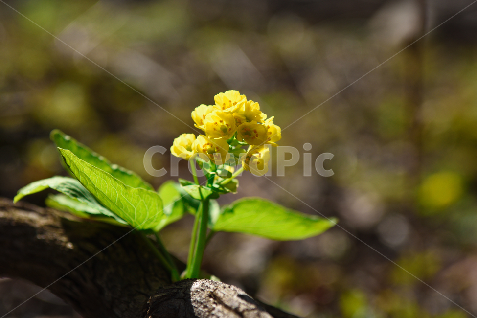 꽃,야생화,식물,자연,숲,초록,봄,forest,flower