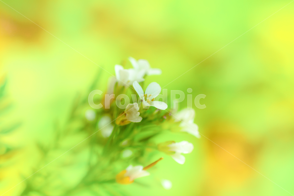 봄,꽃,흰색,초록색,아름다움,봄,계절,spring,season,식물,자연,plants,nature,꽃,flower,plant