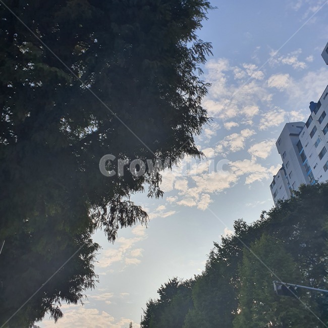 하늘,구름,아침,나무,자연,도시,도시하늘,신호등,아파트,tree,cloud,sky,nature,자연,풍경,nature,landscape