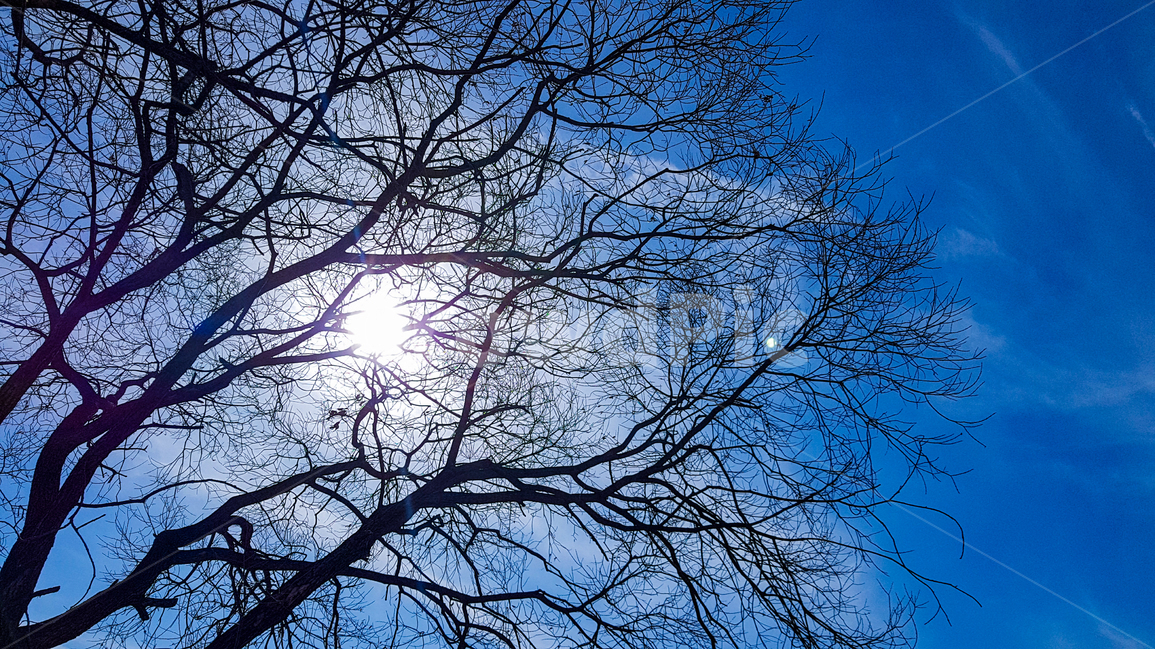 겨울,하늘,구름,나무,나뭇가지,햇살,해,맑음,winter,tree,sky,sun,겨울,계절,winter,season,식물,자연,plants,nature,나무,trees,wood