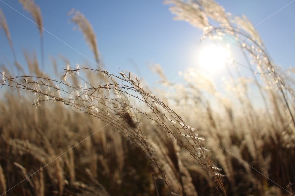 억새풀,가을,여행,자연,억새,공원,색감,식물,가을,계절,fall,autumn,season,식물,자연,plants,nature,감성,sensible,feeling,plant,vegetable,야채,food,음식,grain,곡물