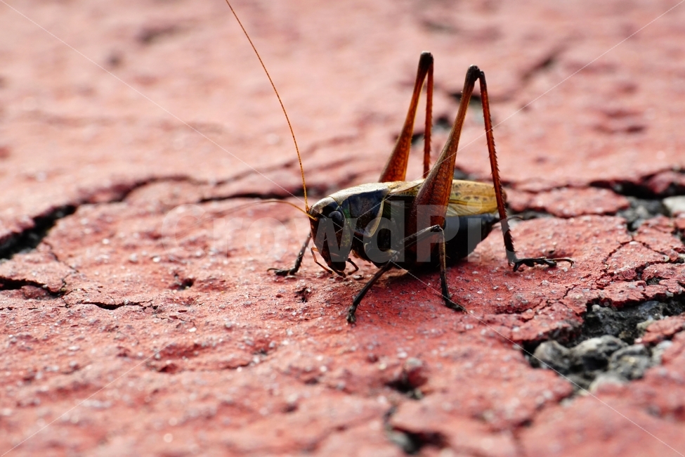 메뚜기,곤충,벌레,자연,동물,animal,insect,bug,nature,아스팔트,도로,땅,여름,grasshopper,locust,생명,생태,생태계,접사,마크로,macro,근접촬영,스냅,스냅사진,스넵,스넵사진,snap,snapshot,한국자연,한국의자연,풍경,landscape,동물,animal,곤충,벌레,insect,bug