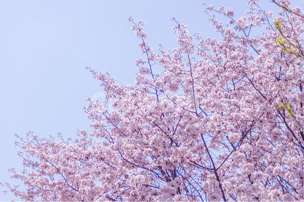 봄,꽃,벚꽃,분홍,나무,하늘,봄,계절,spring,season,식물,자연,plants,nature,꽃,flower,색깔,색상,색채,색감,color sense,color sensitivity,feeling of color,plant,blossom