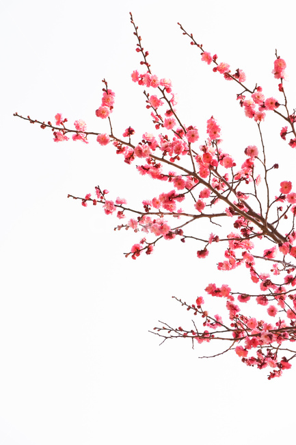 홍매화,벚꽃,식물,꽃,봄,식물,자연,plants,nature,꽃,flower