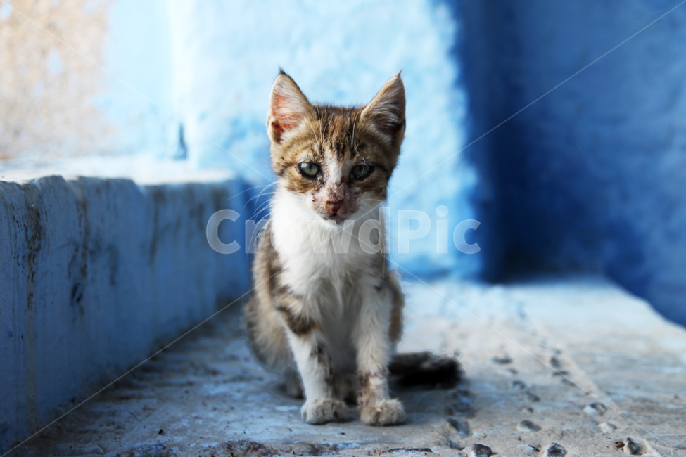 stray cat photo,kitten,stray cat,cat,cuteness,animal,cat photo,close,cute,animal photo