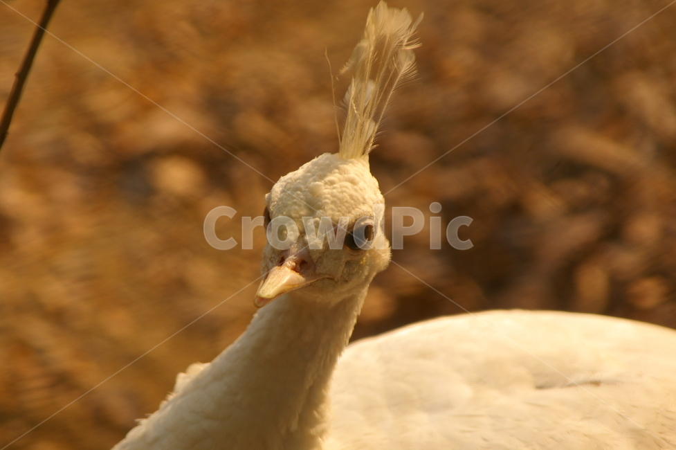 동물,animal,peacock,공작,공작새,bird,새,beak,부리,동물,animal,조류,새,birds