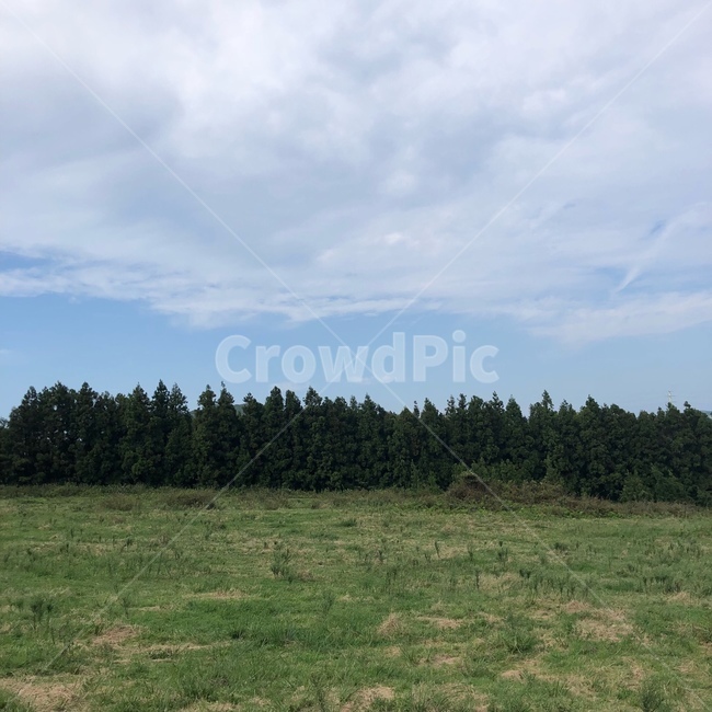 plant,식물,tree,나무,fir,전나무,nature,자연,outdoors,옥외,field,들,grassland,목초지,제주,자연,풍경,nature,landscape