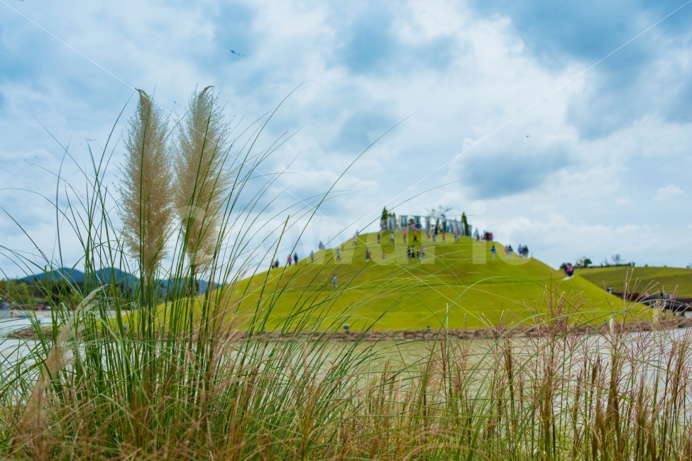 순천만국제정원,갈대,가을하늘,언덕,호수,자연,풍경,nature,landscape,식물,plants,plant,grass,잔디,outdoors,옥외