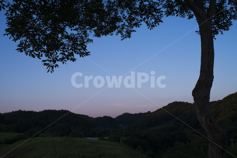 나무,노을,하늘,여름하늘,sky,sunset,땅거미,tree,자연,풍경,nature,landscape,색깔,색상,색채,색감,color sense,color sensitivity,feeling of color,outdoors,옥외