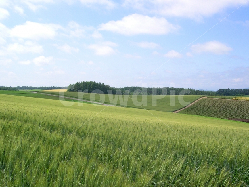 배경,배경이미지,배경사진,백그라운드,빽그라운드,background,풍경사진,바탕화면,바탕이미지,하늘,구름,보리,보리밭,농업,농사,작물,농작물,시골,농촌,전원,풍경,자연,풍경,nature,landscape,시골,마을,country,rural,town,field,들,outdoors,옥외