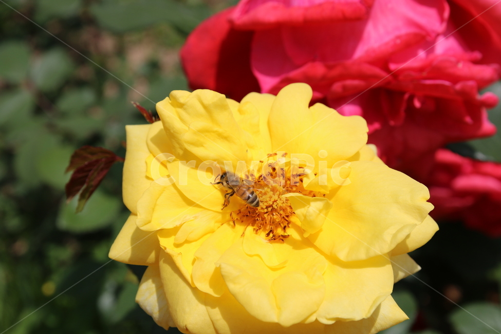 장미,꽃,곤충,벌,노랑,식물,자연,plants,nature,꽃,flower,동물,animal,곤충,벌레,insect,bug