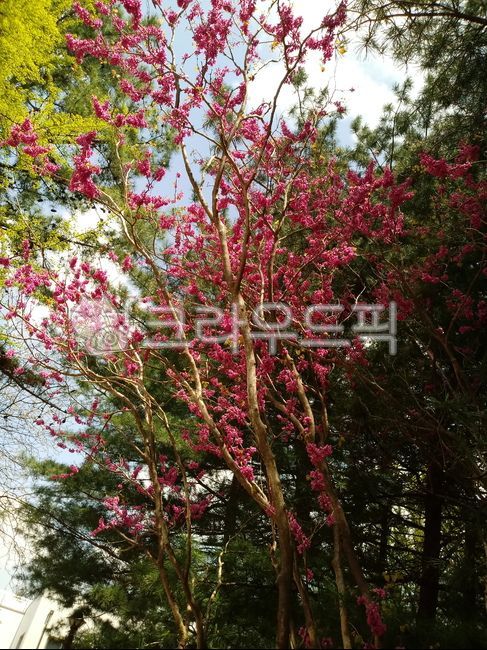 sheath tree,Paktaegi tree,Bucktaegi tree flower,legume,judastree,bead flower tree,chineseredbud,Judas tree,rice bran flower tree