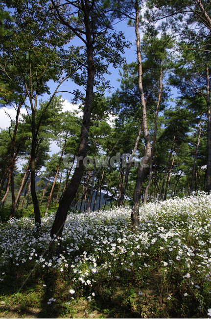 나무,숲,구절초,꽃,풍경,식물,flower,tree,plant