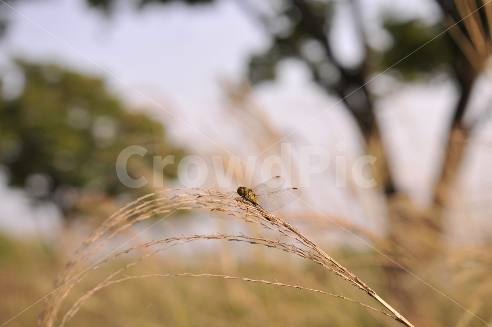 잠자리,선유도공원,가을,곤충,갈대,Nikon,D300,Sigma,1835,풍경,가을,계절,fall,autumn,season,동물,animal,곤충,벌레,insect,bug,감성,sensible,feeling,grass,잔디,plant,식물