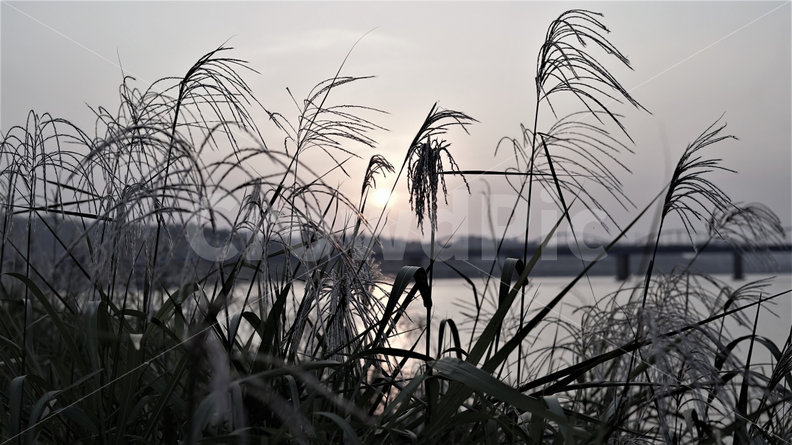 한강,저녁노을,갈대,가을,일몰,가을,계절,fall,autumn,season,식물,자연,plants,nature,감성,sensible,feeling,흑백,모노톤,monochrome,black and white,plant,grass,잔디,lawn,reed