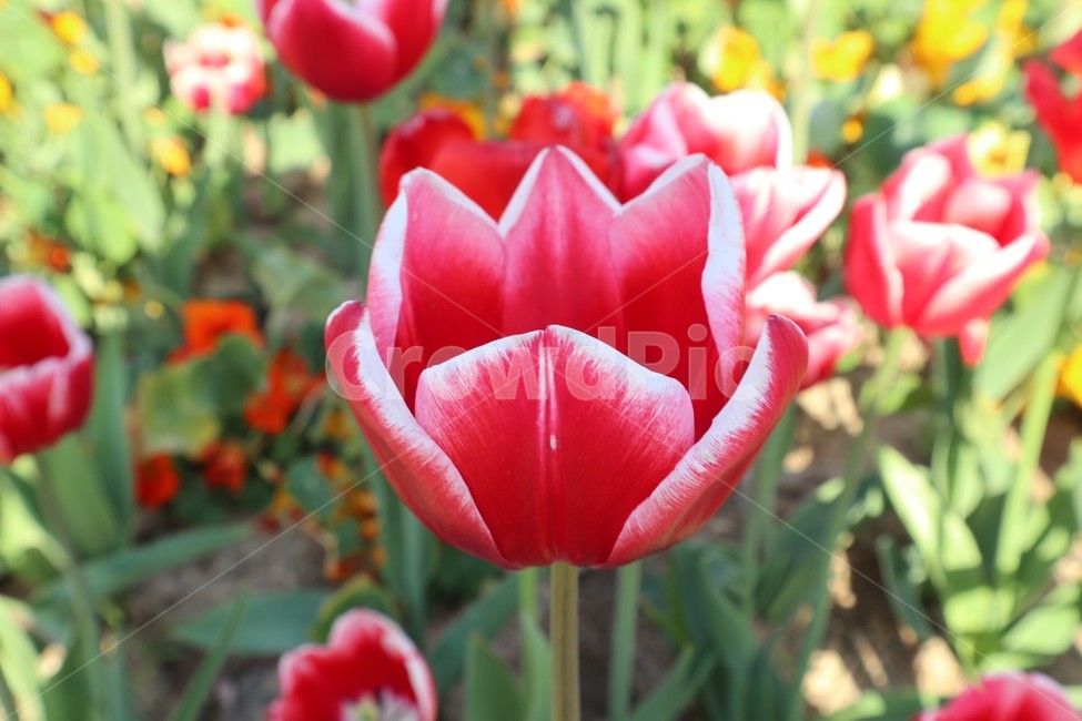 식물,꽃,flower,튤립,빨간튤립,식물,자연,plants,nature,꽃,flower
