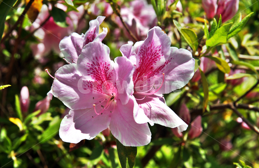 철쭉,산철쭉,보라색,진달래과,식물,자연,식물,자연,plants,nature,꽃,flower