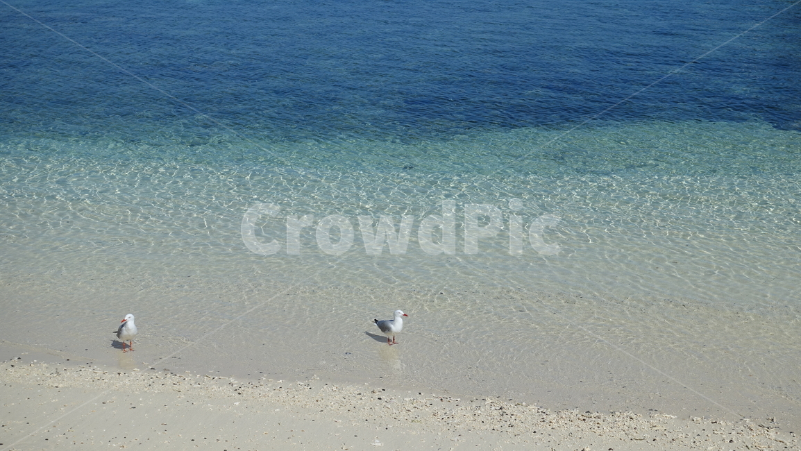 blue,sea,ocean,파란색,바다,전망,자연,nature,aquablue,beach,연안,갈매기,bird,seagull,summer,여름,휴가,vacation,휴양지,태평양,남태평양,물새,바다새,아메데,뉴칼레도니아